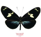 Heliconius doris (Colombia) - blue A-